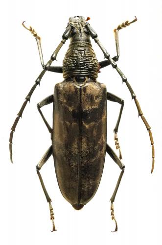 Réf. 193 268 : Hoplocerambyx spinicornis